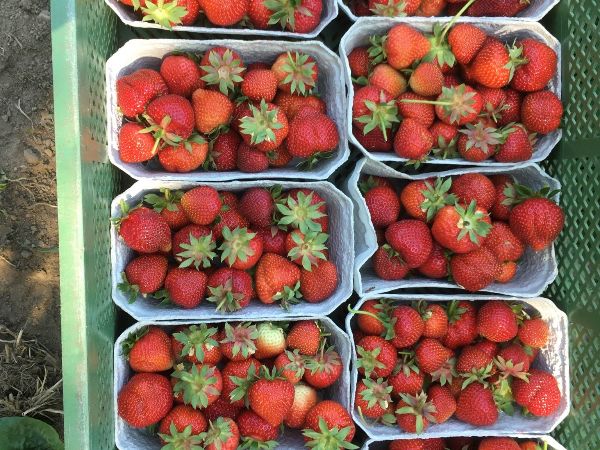 Bio Erdbeeren Bio Abo Demter Hof