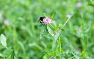 Biologische Vielfalt in der Landwirtschaft