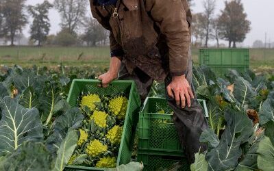 Stellenangebote: Gemüsebau – Standort Kattendorf & Neverstaven