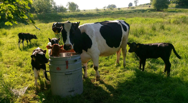 Demeter Fleisch – Umwelt und Tierwohl