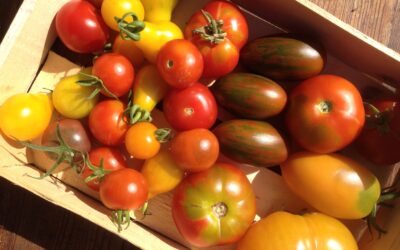 Bio-Produkte kaufen: Nachhaltigkeit im Einkaufskorb