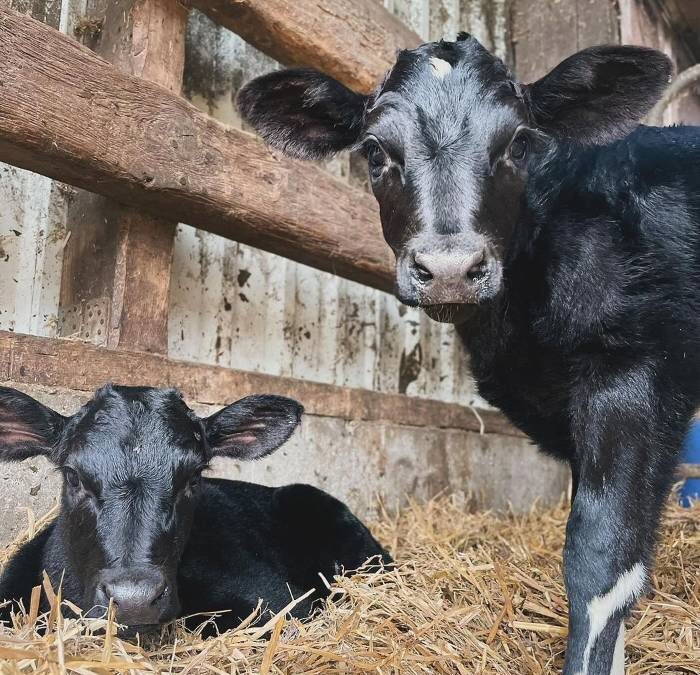 Kälber Kita: Kälberaufzucht verbessert Leben