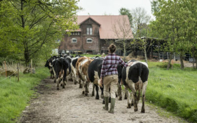 Stellenangebote: HerdenmanagerIn Milchvieh- und Rinderbereich