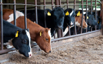 Funky Facts über die demeter Kühe