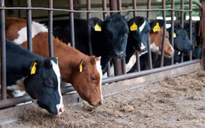 Stellenangebote: MitarbeiterIn Milchviehherde