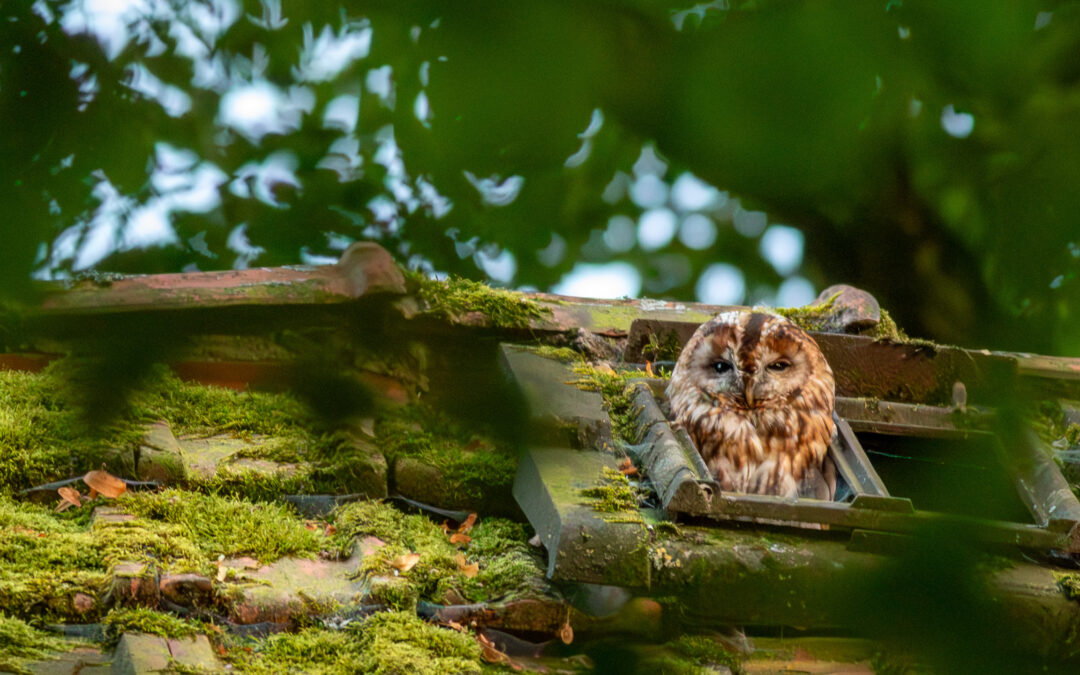Ein Einblick in die Vogelwelt Neverstavens